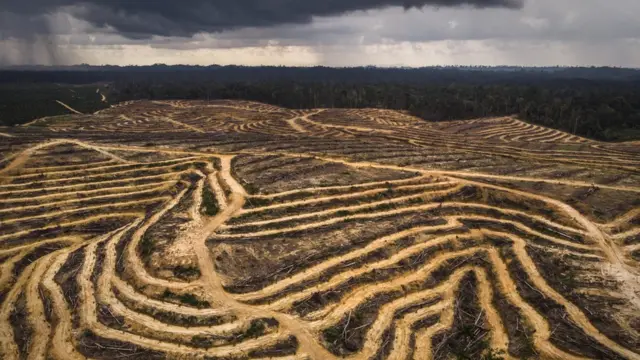 pembukaan lahan sawit