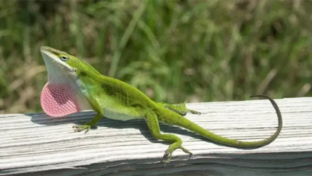 Anolis verde