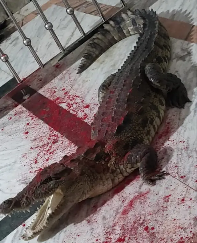 મંદિરમાં ઘૂસેલો મગર