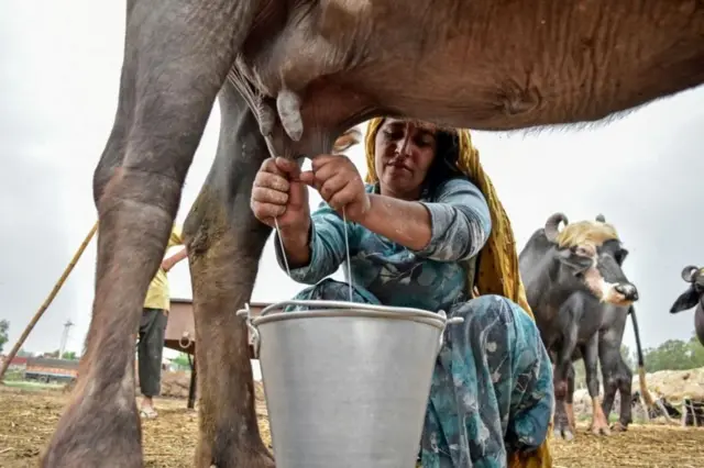 పాలు