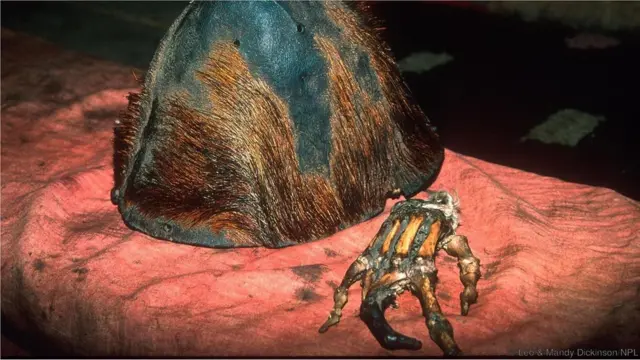 કથિત યેતીનું માથુ અને હાથ