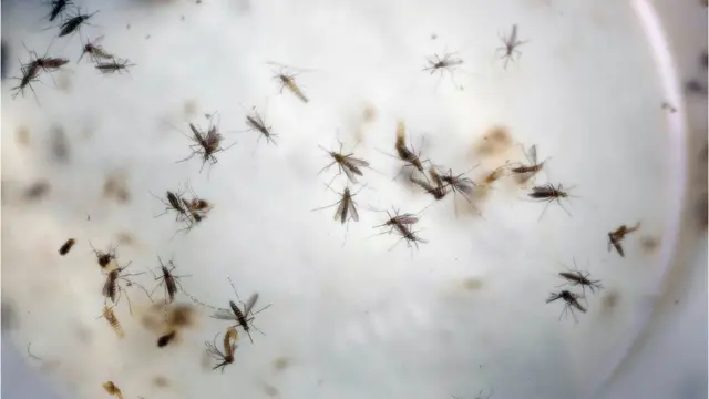 Mosquitos Aedes Aegypti