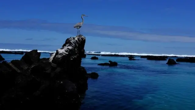 加拉帕戈斯群島以其獨特的植物和野生動植物而聞名