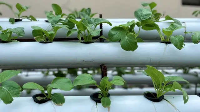 MB Farm, hidroponik, Masjid Baitussalam, Tamansari, Jakarta Barat