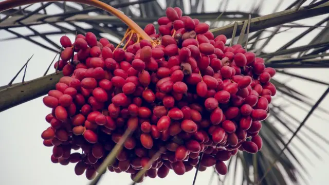 سرخ رنگ کی نایاب کھجوریں