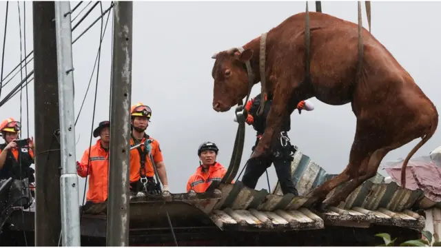 10일 전남 구례군 구례읍의 한 마을에서 소방대원들이 축사 지붕에 올라갔던 소를 크레인을 이용해 구조하고 있다