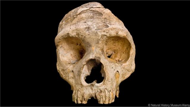 Baixa diversidade genética poderia explicar maior fragilidade dianteloterias caixa jogar on linedoenças