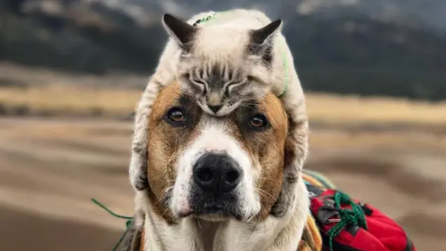 O gato Baloo dorme no topo da cabeça do cachorro Henry, que olha para a câmera