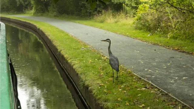 Канал в Клюиде и цапля