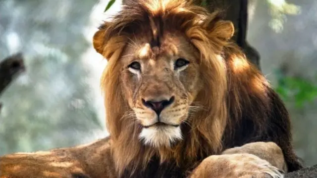 Ubuyobozi bw'iyi nzu y'inyamaswa bwavuze ko iyi ntare nyakwigendera yitwaga Nyack, yari "ihebuje mu bwiza"