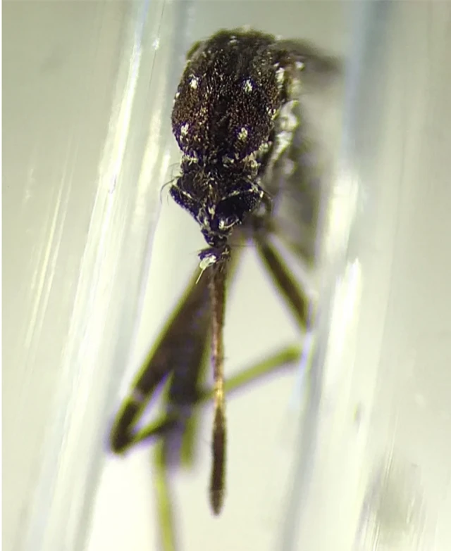 Aedes vittatus encontradonovibet 70Cuba