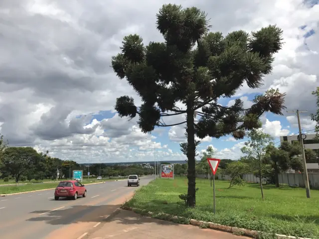 Araucária no Parque da Cidade,betânia site de apostaBrasília