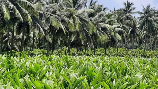 కోనసీమ రైలు