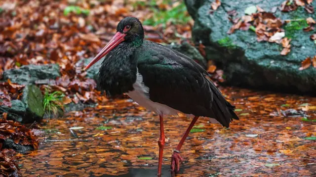 Чорний лелека