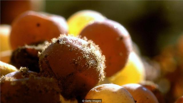 微生物群落对葡萄酒的影响可能比土壤起到的作用更大；例如，葡萄孢菌对像苏特恩（Sauternes）这样的甜葡萄酒酿成至关重要。（Credit: Getty Images）