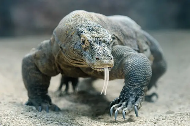 Dragón de Komodo