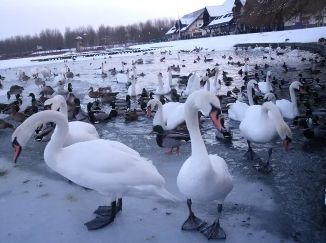 Un grupo de cisnes sobre hielo