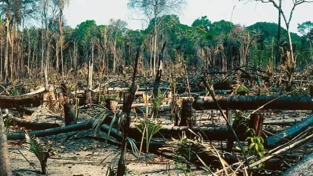 آمار تکان‌دهنده از نابودی جنگل‌های آمازون