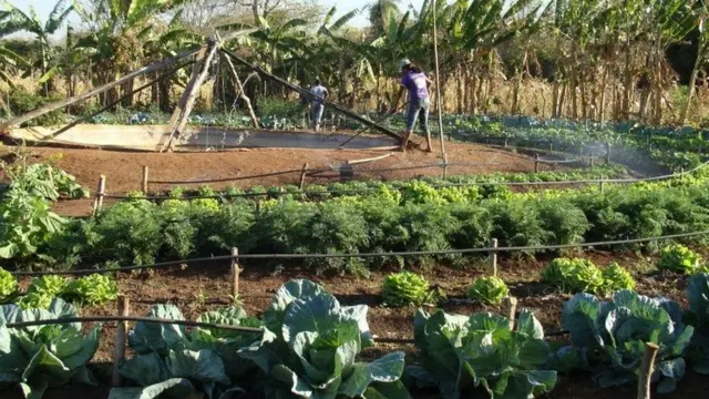 Agricultora trabalhablaze the mostroça circular composta por hortaliças e bananeiras