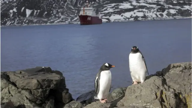 Pinguins na Antártida