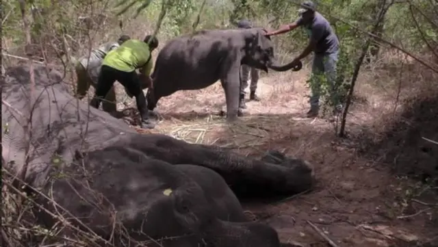 අගොස්තු 07 වෙනිදා පොලොන්නරුව වැලිකන්ද මල්ලින්ද ප්‍රදේශයේදී හක්කපටස් කෑම නිසා මිය ගිය ඇතින්නිය සහ ඇයගේ පැටවා