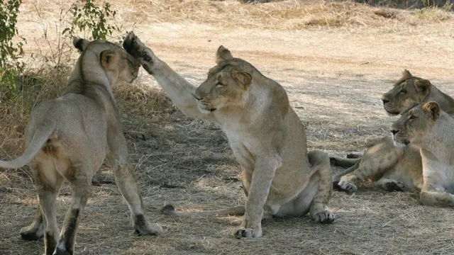 ગીરનો સિંહ