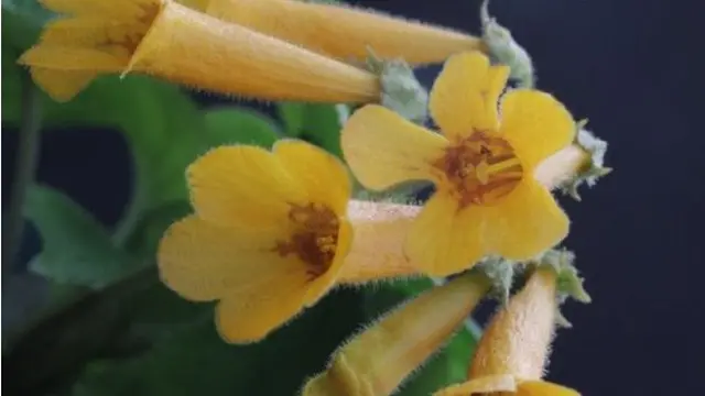 Oreocharis Tribracteata