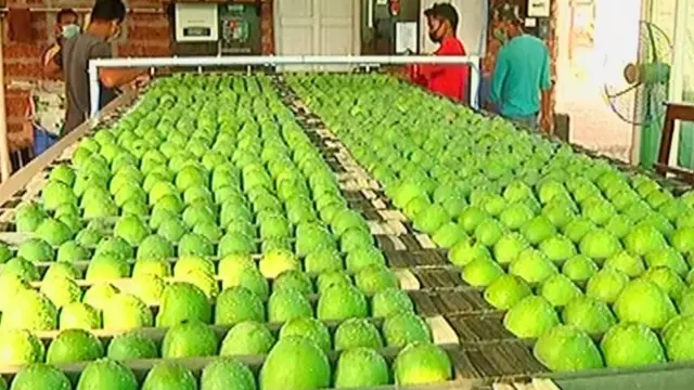 आंबा उत्पादन