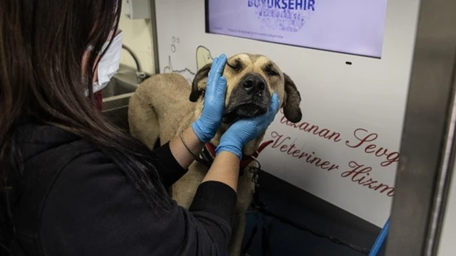 Boji, o cachorrocodigo promocional betano julho 2024rua, sentadocodigo promocional betano julho 2024um assento dentrocodigo promocional betano julho 2024um bondecodigo promocional betano julho 2024Istambul