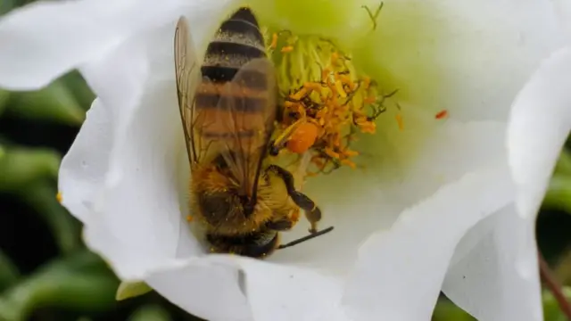 A bumble bee collecting nectar from a white flower.