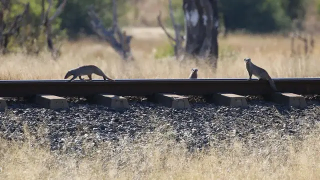 철도 위로 야생 동물들이 보인다