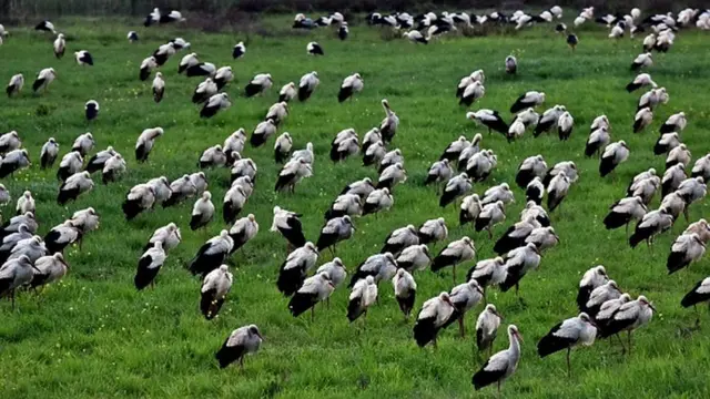 دغه اداره وايي چې که څه هم د کډوالو الوتونکو وضعیت یو څه ښه شوی خو لا یې هم پر وړاندې ننګونې شته.