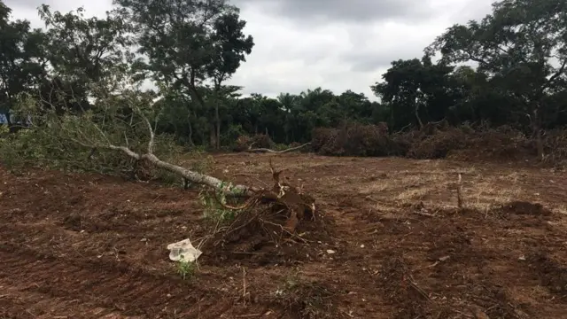 Ọhịa a na-asụchasị