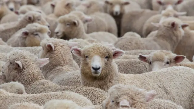 A huge heard of sheep about to go into the shearing shed