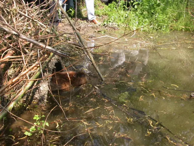 Дабар на Засавици