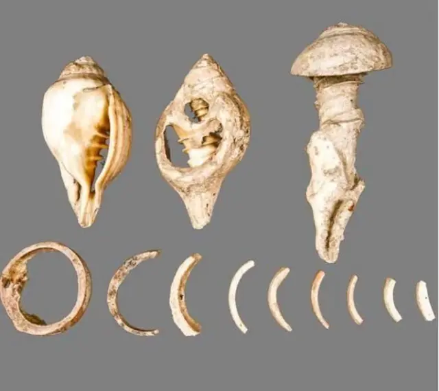 கொற்கையில் கிடைத்த சங்குகள். அங்கு சங்கு அறுக்கும் தொழில் நடந்ததை சுட்டிக்காட்டுகின்றன.