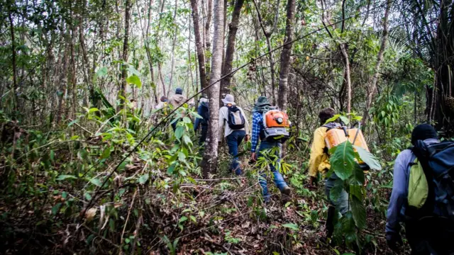 Voluntários entram na mata para combater o fogo