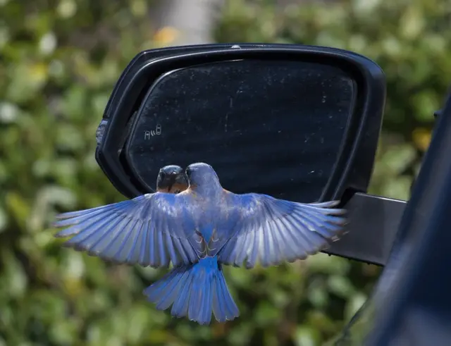 A bluebird is confused by its own reflection in a car wing mirror