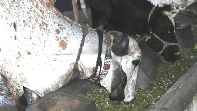 ગાય સાથે કેટલાક લોકો