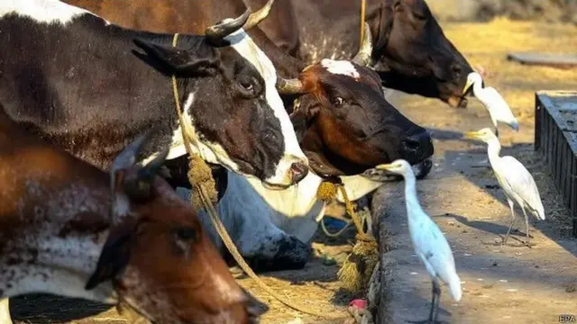 गाय