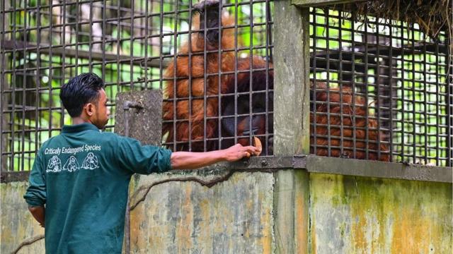 A veterinarian giving food to an orangutan at the Arsari orangutan rehabilitation centre in Penajam Paser Utara, East Kalimantan in eastern Borneo which is also home to the new capital Nusantara on 15 August 2022