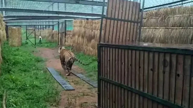 เจ้าหน้าที่รอดูว่าเอ็มบบี 2 จะปรับตัวกับที่อยู่ใหม่อย่างไร