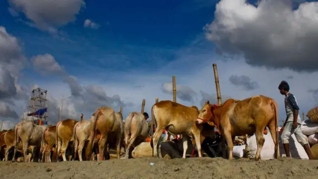 গরুর খামার