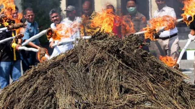 Pemusnahan ganja kering di Polres Lhokseumawe, Aceh, Jumat (27/9).