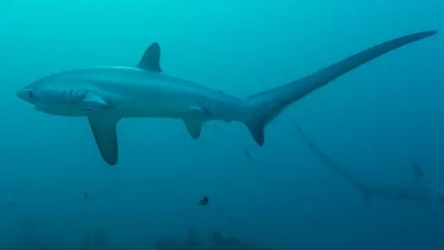 أسماك القرش الدراس