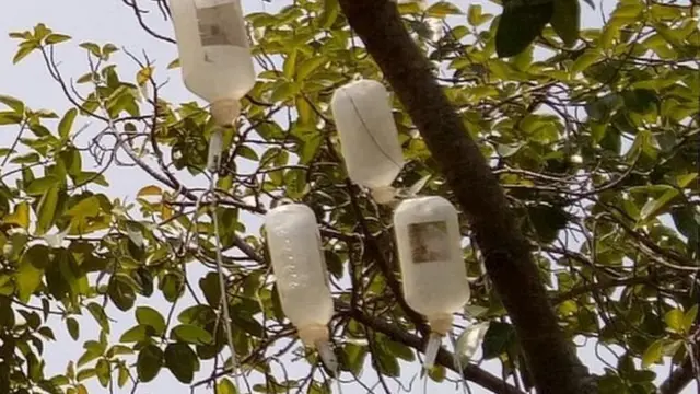 વડના વૃક્ષની તસવીર