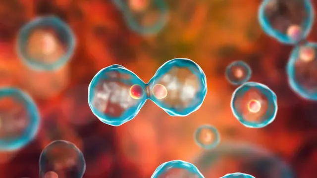 ભ્રૂણની સાંકેતિક તસવીર