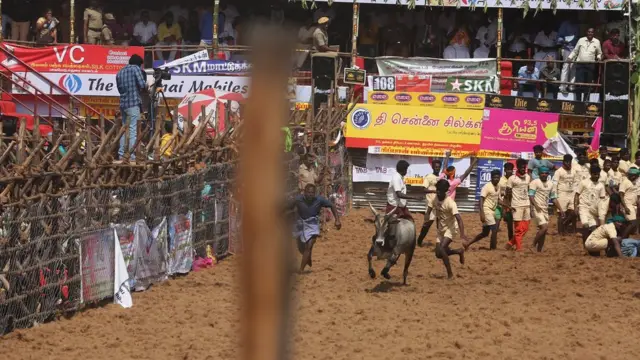 ஜல்லிக்கட்டு