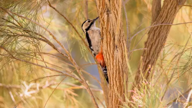 پاکستان پرندے