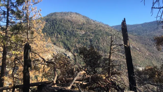 Nhiều đoạn rừng trong thung lũng Yosemite đã cháy và đổ cây hoàn toàn